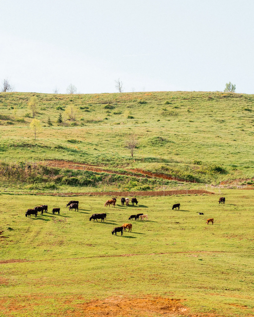 Why Beef Prices Have Hit a Record